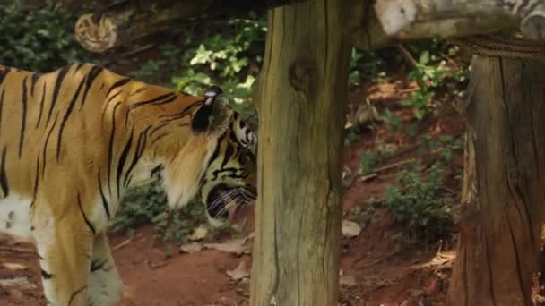 斑纹虎在森林里散步 — 图库视频影像