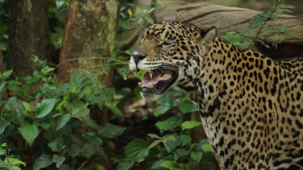 Jaguar Tiger Vilar Skogen — Stockvideo