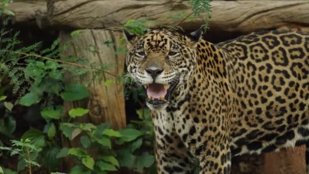 Tigre Jaguar Descansando Bosque — Vídeo de stock