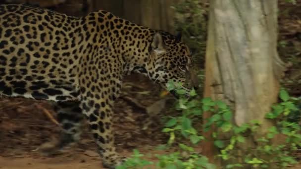 Tigre Jaguar Caminando Bosque — Vídeos de Stock