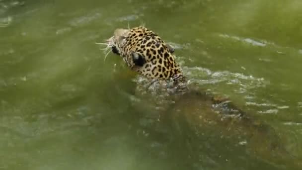 Jaguar Tijger Spelen Zwemmen Vijver — Stockvideo