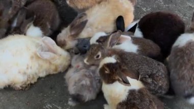 Bir grup tavşan çiftlikte meyve yiyor.