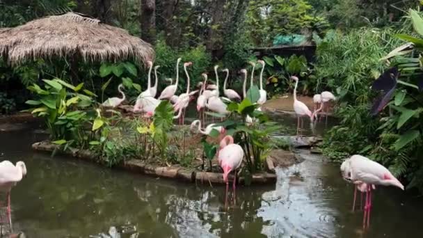 Flamingo Flamingo Rusten Vijver — Stockvideo