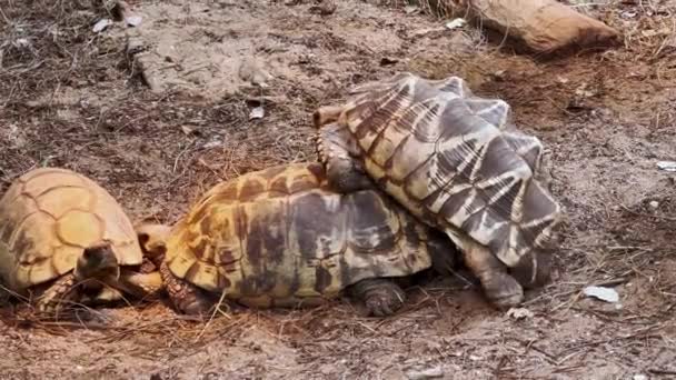 Paar Frican Spornte Schildkrötenzucht — Stockvideo