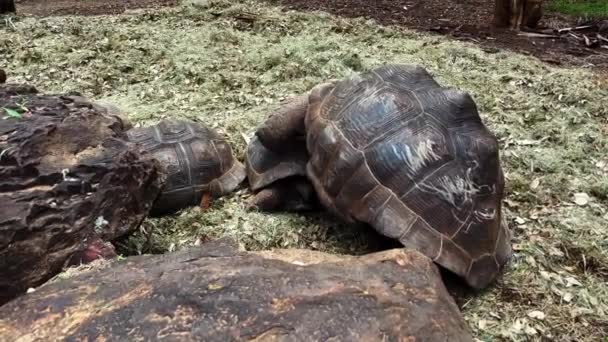 Kilka Gigantycznych Żółwi Aldabra — Wideo stockowe