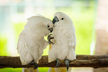 Bir çift romantik Tanimbar Corella (Cacatua goffiniana) olarak da bilinir.