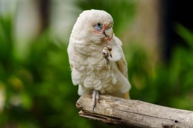 Tanimbar Corella (Cacatua goffiniana) bir ağaç dalında Goffin papağanı olarak da bilinir.