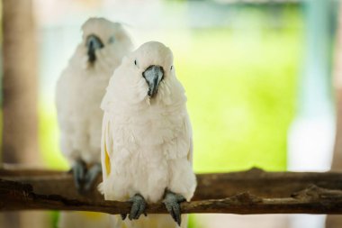 Bir çift Tanimbar Corella (Cacatua goffiniana) bir ağaç dalında Goffin papağanı olarak da bilinir.