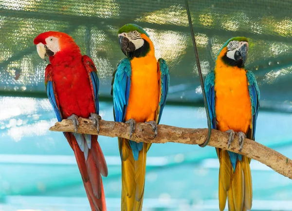 group of macaw bird on a wood tree branch