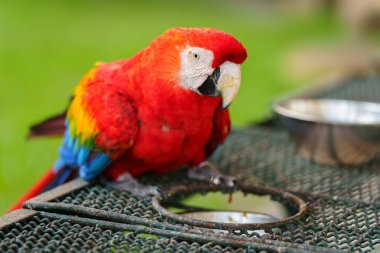 Kırmızı papağan (Ara macao), yiyecek yiyen kırmızı papağan.
