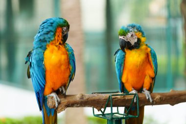 iki mavi-sarı papağan (Ara ararauna), bir ağaç dalında mavi-altın papağan olarak da bilinir.
