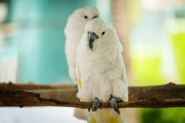 Bir çift Tanimbar Corella (Cacatua goffiniana) bir ağaç dalında Goffin papağanı olarak da bilinir.