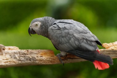 Afrika gri papağanı (Psittacus erithacus) bir ağaç dalında