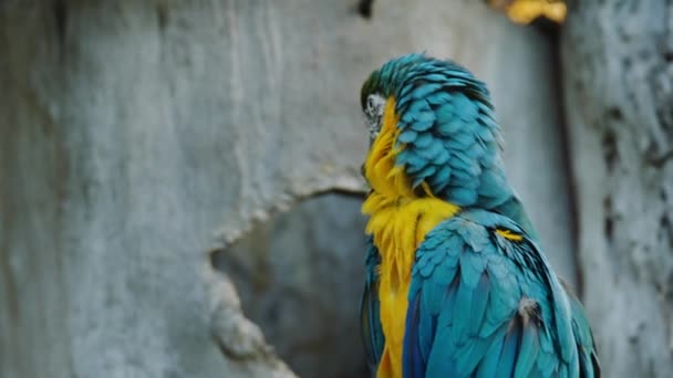 蓝色和黄色金刚鹦鹉 Ara Ararauna 也称为蓝黄金金刚鹦鹉 — 图库视频影像