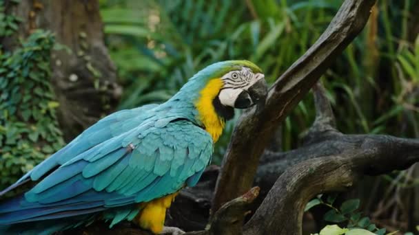 蓝黄相间的金刚鹦鹉 Ara Ararauna 又称蓝金相间的金刚鹦鹉 产于树枝上 — 图库视频影像