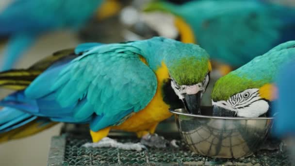 Mavi Sarı Papağan Ara Ararauna Yemek Yiyen Mavi Altın Papağanı Video Klip