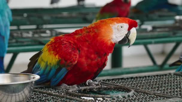 Κόκκινο Μακάο Ara Macao Κόκκινο Παπαγάλος Τρώει Τρόφιμα — Αρχείο Βίντεο