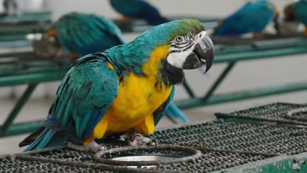 Mavi Sarı Papağan Ara Ararauna Yemek Yiyen Mavi Altın Papağanı — Stok video