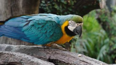 Mavi-sarı papağan (Ara ararauna), bir ağaç dalında mavi-altın papağan olarak da bilinir.