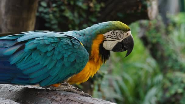 Mavi Sarı Papağan Ara Ararauna Bir Ağaç Dalında Mavi Altın — Stok video