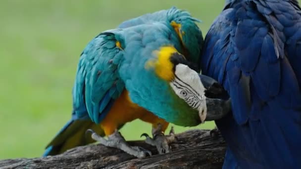 Hyacinth Macaw 앵무새 Anodorhynchus Hyacinthinus와 파란색과 노란색 Macaw Ararauna 로열티 프리 스톡 푸티지