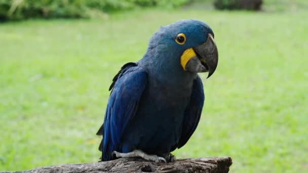 Bright Blue Hyacinth Macaw Parrot Anodorhynchus Hyacinthinus — Αρχείο Βίντεο