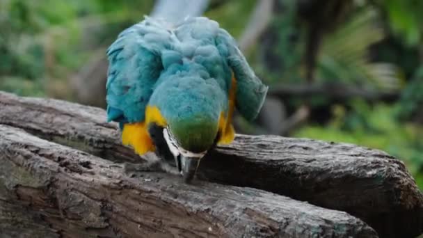 Blue Yellow Macaw Ara Ararauna Also Known Blue Gold Macaw — Stock Video