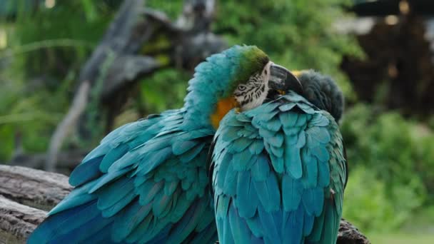 Due Macaw Blu Gialli Ara Ararauna Noti Anche Come Baci — Video Stock