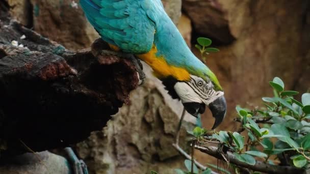 蓝黄相间的金刚鹦鹉 Ara Ararauna 又称蓝金相间的金刚鹦鹉 产于树枝上 — 图库视频影像