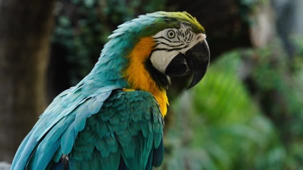 蓝色和黄色金刚鹦鹉 Ara Ararauna 也称为蓝黄金金刚鹦鹉 — 图库视频影像