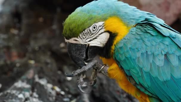 Mavi Sarı Papağan Ara Ararauna Yemek Yiyen Mavi Altın Papağanı Stok Video