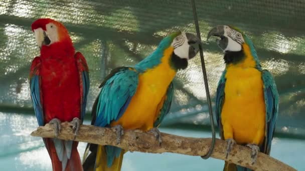 Ομάδα Πτηνών Μακάο Κλαδί Δέντρου — Αρχείο Βίντεο