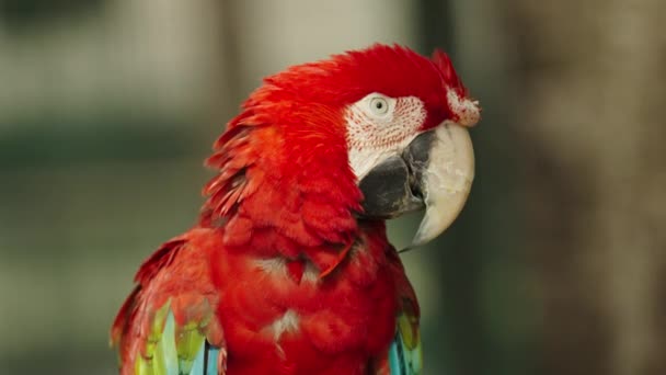 Portret Szkarlatyny Ara Macao Papuga Czerwona — Wideo stockowe