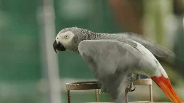 Afrikaanse Grijze Papegaai Psittacus Erithacus Vogel Wappert Met Zijn Vleugels — Stockvideo