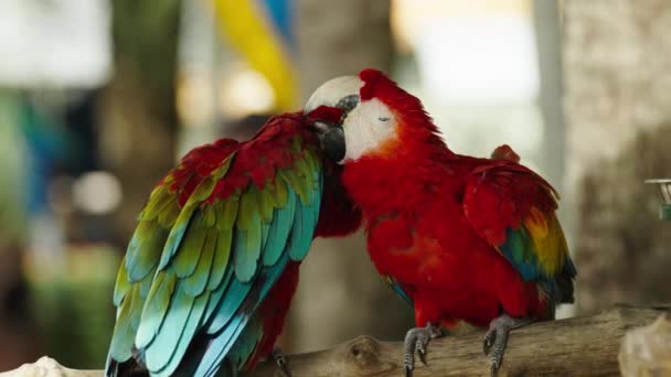 一对浪漫的小红帽鹦鹉 Ara Macao 红鹦鹉亲吻 — 图库视频影像