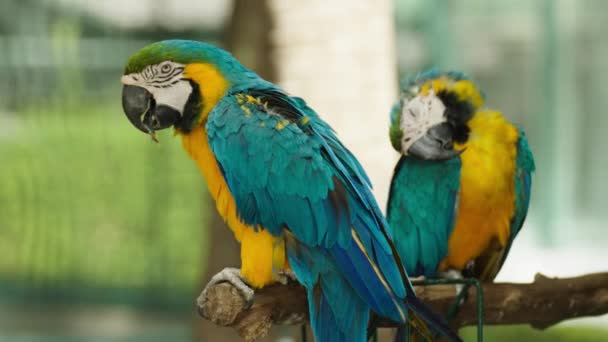 两只蓝黄相间的金刚鹦鹉 Ara Ararauna 也被称为木枝上的蓝金相间的金刚鹦鹉 — 图库视频影像