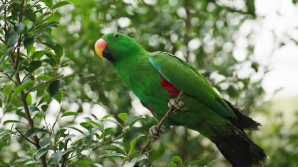 Ağaç Brach Inda Yeşil Eklektus Papağanı — Stok video