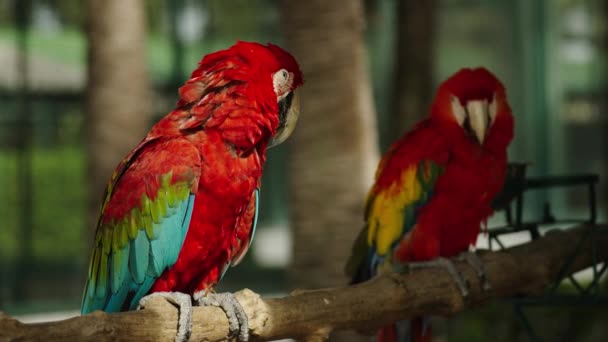 两只红斑鹦鹉 Ara Macao 在木枝上的红鹦鹉 — 图库视频影像