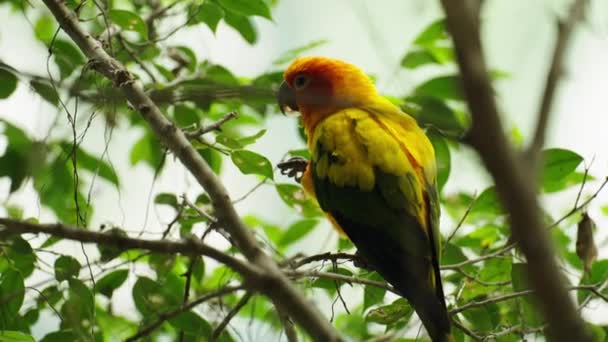 Sol Conure Papagaio Aratinga Solstitialis Galho Árvore Madeira — Vídeo de Stock