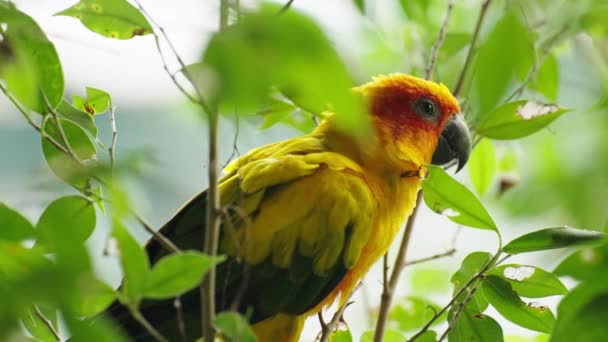 Πουλί Παπαγάλου Aratinga Solstitialis Κλαδί Ξύλου — Αρχείο Βίντεο