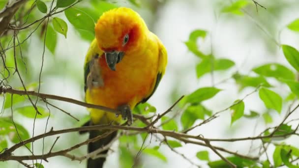 Güneş Konservesi Papağan Kuşu Aratinga Gündönümü Bir Ağaç Dalında Stok Çekim 