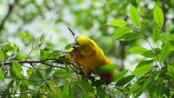 Πουλί Παπαγάλου Aratinga Solstitialis Κλαδί Ξύλου — Αρχείο Βίντεο
