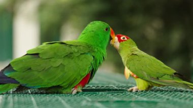 Bir çift yeşil papağan (Ara ambiguus) ve eclectus papağanı