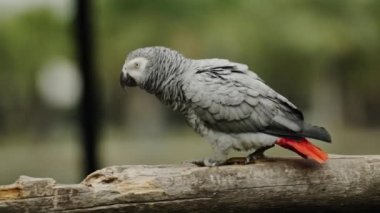Afrika gri papağanı (Psittacus erithacus) bir ağaç dalında yürüyor
