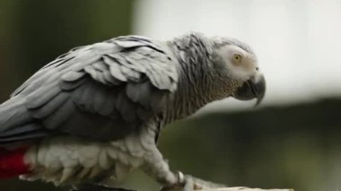 Afrika gri papağanı (Psittacus erithacus) bir ağaç dalında yürüyor