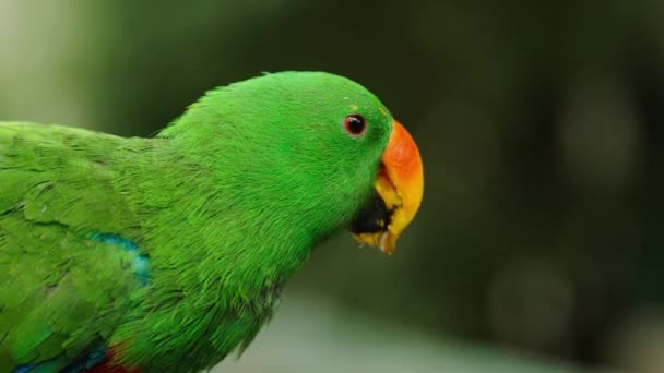 Yeşil Eklektus Papağanı Yemek Yiyor — Stok video