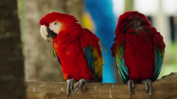 Dwie Szkarlatyny Ara Macao Czerwona Papuga Gałęzi Drzewa Drzewnego — Wideo stockowe