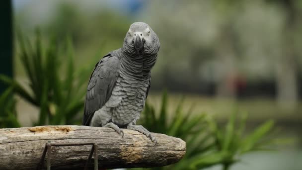Afrika Gri Papağanı Psittacus Erithacus Bir Ağaç Dalında Stok Video