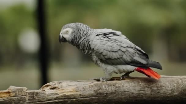 Afrika Gri Papağanı Psittacus Erithacus Bir Ağaç Dalında Yürüyor — Stok video