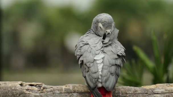 African Grey Parrot Psittacus Erithacus Wood Tree Branch — Stock Video